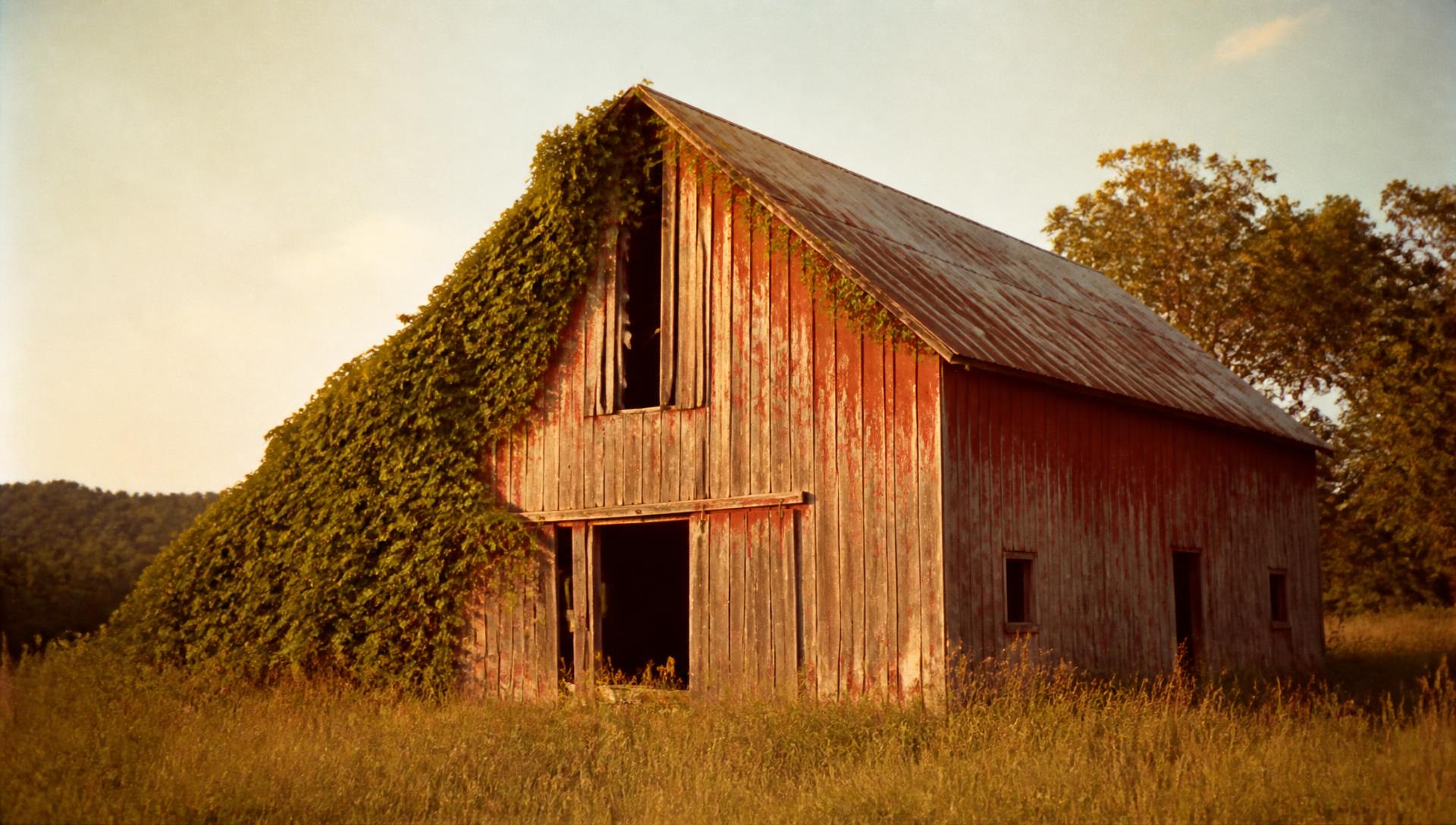An old red barn with kudzu creeping up its side in late afternoon light